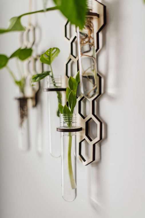 Two Hanging Triple Propagation Stations in Monstera Leaf Pattern Close Up