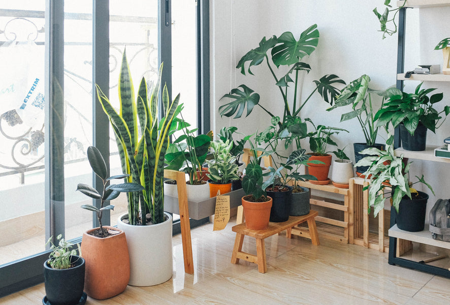 9 of the Most Popular Houseplants & How NOT to Kill Them