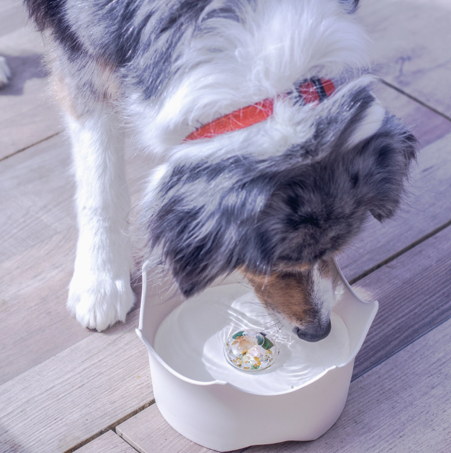 Crystal Pet Bowl