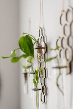 Load image into Gallery viewer, Hanging Propagation Station in Honeycomb Pattern with Test Tube and Pictured with Growing Plant, Side View
