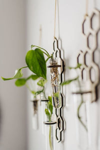 Hanging Propagation Station in Honeycomb Pattern with Test Tube and Pictured with Growing Plant, Side View