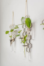 Load image into Gallery viewer, Two Hanging Triple Propagation Stations in Honeycomb Design with Test Tubes and Pictured with Growing Plants
